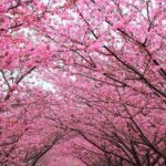 Natural Relief From Hayfever & Allergies With Homeopathy